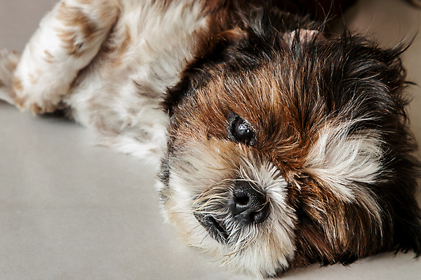 포토 JPG 해외이미지 동물 응시 행복 얼굴 어린이 포즈 포유류 자연 놀이 휴식 주택 털 앉기 사람없음 반려동물 머리 귀여움 우정 방 아기 잠 개 강아지 작음 모피 리빙 송곳니 기르기 유래 해외포토 시선 감정 컨셉 모션 사람 건물 신체부위 친구 치아 크기 생태계 돌봄 파일형식 이미지허브