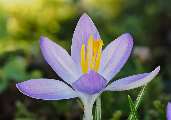 포토 JPG 해외이미지 식물 꽃잎 꽃 분홍색 백그라운드 꽃무늬 자연 사람없음 야외 초록색 노란색 쌓기 정원 보라색 봄 들꽃 벚꽃 개화 제비꽃 속도 내추럴 해외포토 계절 컬러 무늬 모션 생태계 파일형식 이미지허브