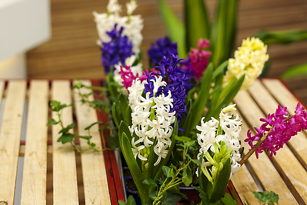 포토 JPG 해외이미지 식물 계절 꽃 꽃다발 백그라운드 밭 부활절 선물 사람없음 장식 컬러풀 축제 봄 나뭇가지 신선 개화 화단 내추럴 구성 해외포토 나무 기념일 컬러 농업 파일형식 이미지허브