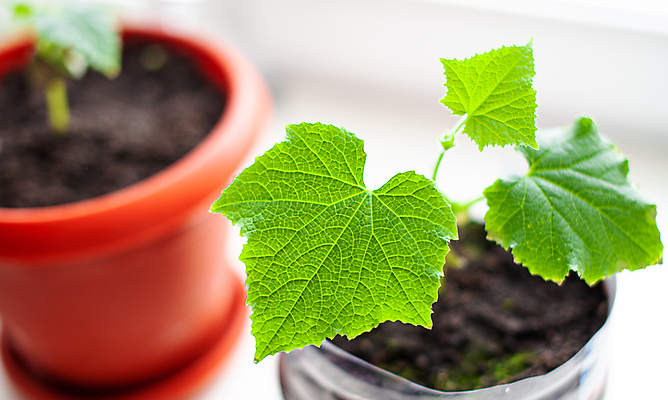 포토 JPG 해외이미지 식물 화초 잎 오이 사람없음 흙 원예 모종 해외포토 채소 취미 파일형식 이미지허브