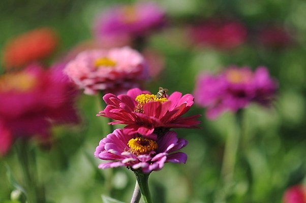 포토 JPG 해외이미지 식물 꽃잎 꽃 분홍색 백그라운드 잎 꽃무늬 오렌지 자연 사람없음 야외 장식 빨간색 초록색 뷰티 노란색 머리 정원 보라색 봄 성장 벚꽃 흰색 신선 원형 개화 닫기 그늘 제비꽃 층 우크라이나 해외포토 도형 계절 유럽 컬러 무늬 과일 모션 신체부위 생태계 파일형식 이미지허브