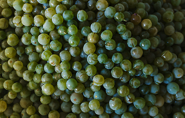 포토 JPG 해외이미지 식물 음료 음식 꽃다발 잎 밭 농업 과일 자연 포도 디저트 매달리기 건강 사람없음 야외 빨간색 초록색 여름 빛 농작물 태양 농장 노란색 와인 정원 주스 수확 성장 가을 흰색 나뭇가지 신선 그룹 달콤 맛 작음 친환경 유기농 포도밭 포도나무 내추럴 숙성 양조장 해외포토 자연요소 나무 웰빙 계절 꽃 산업 컬러 컨셉 모션 주류 환경 크기 과일나무 생태계 파일형식 이미지허브