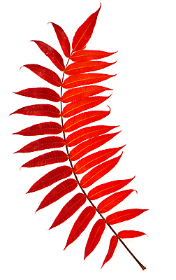 포토 JPG 해외이미지 단풍 낙엽 사람없음 빨간색 오브젝트 해외포토 컬러 잎 파일형식 이미지허브