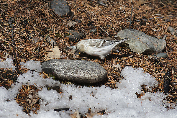 포토 JPG 해외이미지 나무 동물 남자 날개 자연 조류 사람없음 부리 해외포토 식물 사람 생태계 파일형식 이미지허브