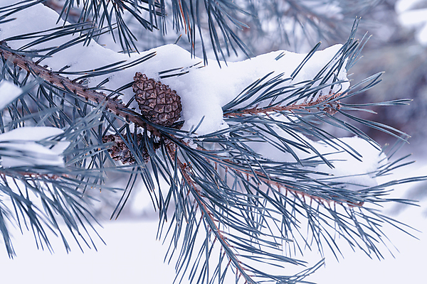 포토 JPG 해외이미지 모양 나무 식물 전통 음식 패턴 과일 자연 하늘 씨앗 사람없음 목재 옆모습 장식 가로 초록색 파란색 한개 뷰티 갈색 맑음 봄 견과류 나뭇가지 소나무 오픈 그룹 닫기 숲 묘사 질감 솔방울 상록수 침엽수 반대 전나무 원뿔 내추럴 삼나무 울퉁불퉁 채식주의자 해외포토 도형 1 계절 뷰포인트 컬러 무늬 재료 모션 날씨 생태계 채식 파일형식 이미지허브
