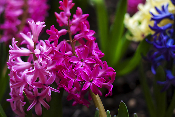 포토 JPG 해외이미지 줄기 분홍색 잎 근접촬영 사람없음 아웃포커스 봄 화단 히아신스 해외포토 식물 계절 꽃 뷰포인트 컬러 촬영기법 파일형식 이미지허브