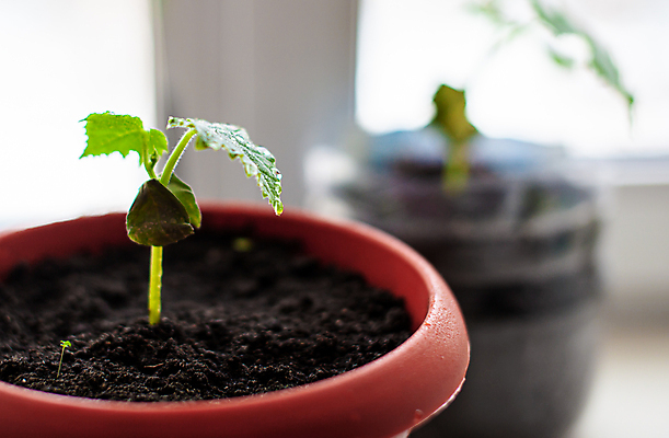 포토 JPG 해외이미지 식물 화초 잎 오이 사람없음 흙 원예 모종 해외포토 채소 취미 파일형식 이미지허브