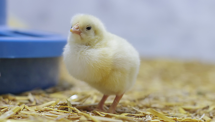 포토 JPG 해외이미지 동물 산업 음식 농업 비즈니스 공장 조류 병아리 육류 사람없음 농장 치킨 가축 시골 아기 그룹 시장 닫기 제조 쓰레기 작음 부리 새장 밀짚 부화 외양간 밭일 보유 암탉 해외포토 식재료 공업 모션 사람 닭 짚 크기 암컷 닭고기요리 케이지 파일형식 이미지허브