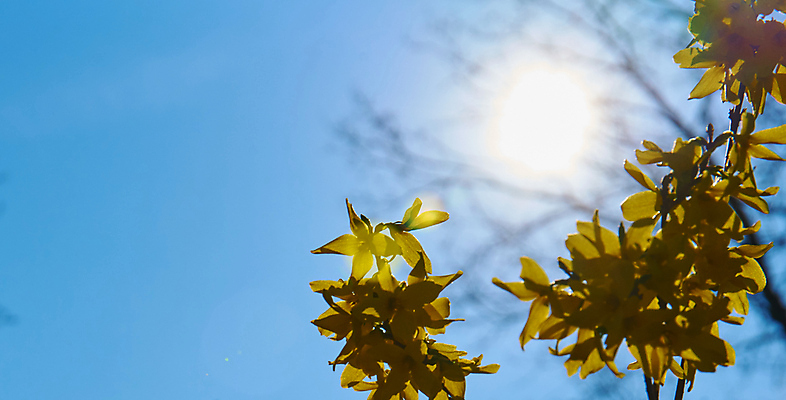 포토 JPG 해외이미지 나무 식물 계절 꽃잎 꽃 분홍색 백그라운드 잎 꽃무늬 자연 하늘 부활절 사람없음 야외 초록색 파란색 컬러풀 뷰티 환경 정원 일본 봄 성장 벚꽃 흰색 나뭇가지 신선 개화 체리 닫기 내추럴 화창 해외포토 기념일 아시아 컬러 무늬 과일 모션 날씨 생태계 파일형식 이미지허브