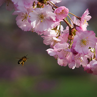 포토 JPG 해외이미지 주간 꽃잎 사람없음 야외 봄 벚꽃 개화 해외포토 자연요소 계절 꽃 파일형식 이미지허브
