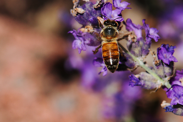 포토 JPG 해외이미지 식물 동물 꽃 곤충 백그라운드 자연 앉기 사람없음 야외 초록색 파란색 정원 벚꽃 개화 선택 소프트포커스 보케 꿀 라벤더 동물상 해외포토 컬러 컨셉 모션 촬영기법 조형물 허브 생태계 파일형식 이미지허브