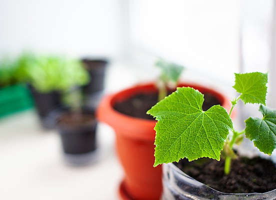 포토 JPG 해외이미지 식물 화초 잎 오이 사람없음 흙 원예 모종 해외포토 채소 취미 파일형식 이미지허브