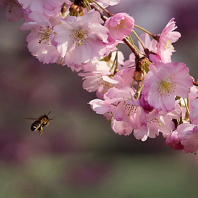 포토 JPG 해외이미지 주간 꽃잎 사람없음 야외 봄 벚꽃 개화 해외포토 자연요소 계절 꽃 파일형식 이미지허브