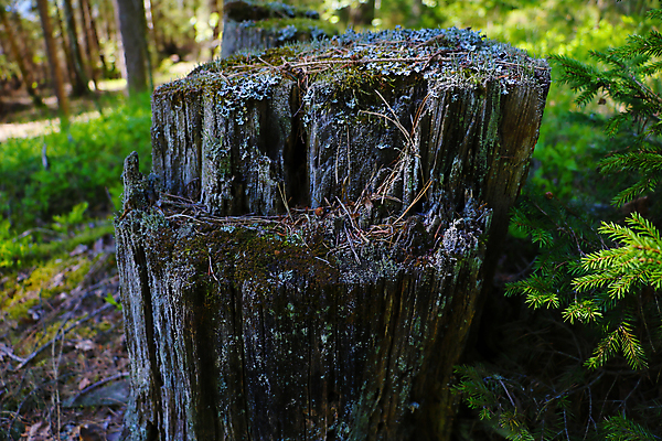 포토 JPG 해외이미지 나무 식물 계절 공원 백그라운드 잎 자연 아침 이끼 풍경 사람없음 야외 목재 초록색 여름 컬러풀 환경 어둠 봄 안개 나뭇가지 소나무 숲 신비 공상 침엽수 내추럴 땅바닥 삼림지대 옛날 가문비나무 해외포토 주간 공공시설 컬러 컨셉 재료 날씨 바닥 생태계 파일형식 이미지허브