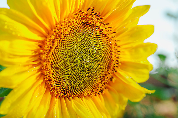 포토 JPG 해외이미지 식물 꽃잎 꽃 유럽 백그라운드 잎 꽃무늬 밭 농업 자연 벽지 하늘 해바라기 사람없음 야외 장식 파란색 컬러풀 태양 뷰티 노란색 정원 맑음 활발 벚꽃 신선 원형 개화 내추럴 해외포토 자연요소 도형 나라 산업 컬러 컨셉 무늬 날씨 생태계 파일형식 이미지허브