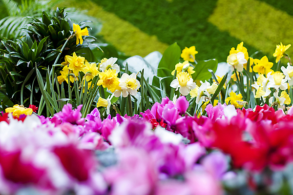 포토 JPG 해외이미지 꽃 분홍색 잎 사람없음 초록색 노란색 봄 소프트포커스 해외포토 식물 계절 컬러 촬영기법 파일형식 이미지허브