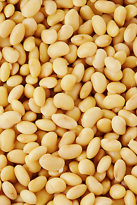 포토 JPG 해외이미지 식물 음식 백그라운드 농업 재료 자연 콩 건강 씨앗 사람없음 농작물 노란색 식사 신선 가득함 유기농 날것 내추럴 꼬투리 단백질 대두 채식주의자 해외포토 웰빙 산업 컬러 곡류 생태계 채식 영양소 파일형식 이미지허브