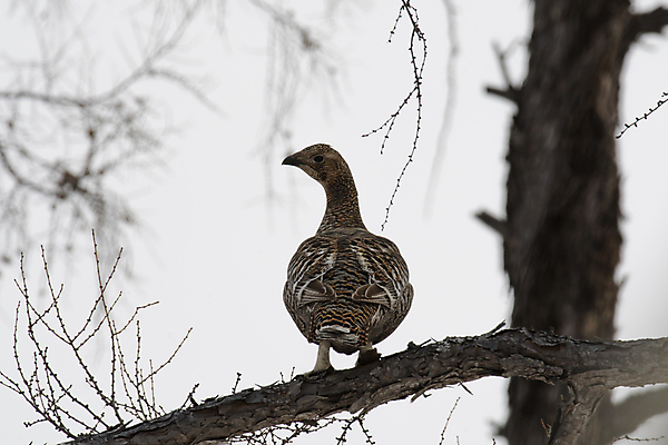 포토 JPG 해외이미지 나무 동물 여자 자연 조류 사람없음 수탉 해외포토 식물 사람 닭 수컷 생태계 파일형식 이미지허브