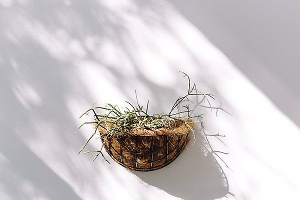 포토 JPG 해외이미지 스튜디오촬영 화분 그림자 사람없음 여름 풀 둥지 오브젝트 해외포토 식물 계절 실내 파일형식 이미지허브 이미지허브