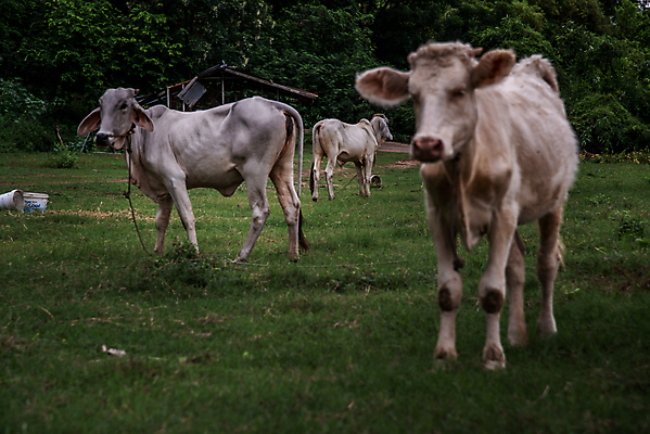 포토 JPG 해외이미지 동물 백그라운드 밭 농업 포유류 자연 하늘 사람없음 야외 초록색 농장 농경지 갈색 가축 소고기 흰색 시골 그룹 소 승마 먹기 호기심 갈기 밭일 해외포토 감정 산업 스포츠 컬러 컨셉 모션 육류 생태계 파일형식 이미지허브