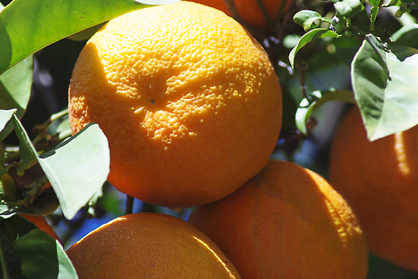 포토 JPG 해외이미지 주간 농업 귤 근접촬영 사람없음 야외 귤나무 해외포토 자연요소 나무 산업 뷰포인트 과일 파일형식 이미지허브