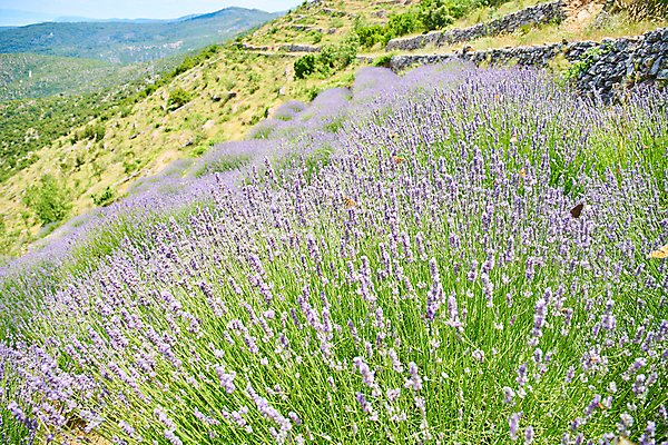 포토 JPG 해외이미지 식물 꽃 유럽 섬 여행 나비 백그라운드 꽃무늬 밭 농업 자연 따뜻함 사람없음 야외 초록색 여름 파란색 뷰티 정원 맑음 보라색 시골 개화 닫기 허브 제비꽃 향기 아로마 향 크로아티아 아로마테라피 라벤더 내추럴 해외포토 계절 나라 산업 컬러 곤충 무늬 모션 날씨 생태계 냄새 테라피 파일형식 이미지허브
