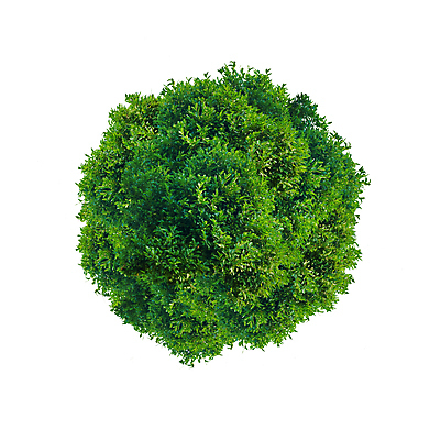 포토 JPG 해외이미지 나무 식물 1 백그라운드 부분 자연 안테나 사람없음 초록색 여름 정원 봄 흰색 원형 정상 관목 오브젝트 싱글 원예 조경 고립 정중 해외포토 도형 계절 컬러 컨셉 통신 취미 생태계 파일형식 이미지허브