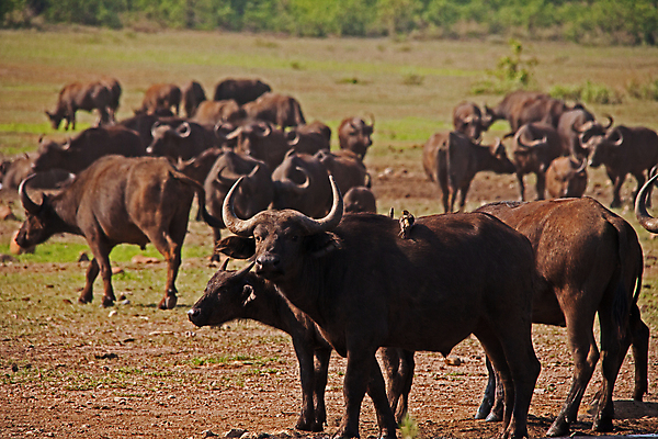 포토 JPG 해외이미지 동물 공원 여자 야생동물 여행 포유류 아프리카 자연 초식동물 뿔 사람없음 야외 환경 검은색 황무지 소 보호 군중 위험 큼 망토 사파리 생태계 5 서식지 남쪽 내추럴 공격적 사바나 생태학 전국 반추동물 해외포토 공공시설 교육 나라 컬러 컨셉 사람 숫자 크기 방향 파일형식 이미지허브