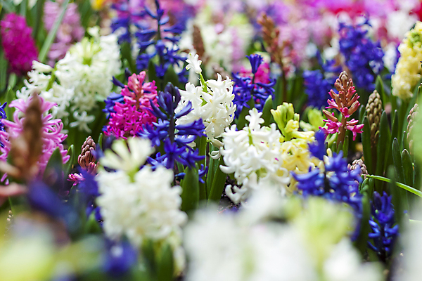 포토 JPG 해외이미지 꽃 잎 사람없음 컬러풀 봄 소프트포커스 화단 히아신스 해외포토 식물 계절 컬러 촬영기법 파일형식 이미지허브