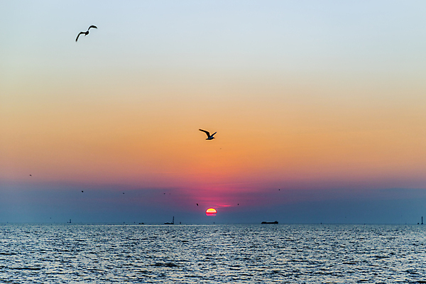 포토 JPG 해외이미지 바다 조류 하늘 사람없음 야외 일몰 야간 수평선 해외포토 자연요소 동물 노을 파일형식 이미지허브