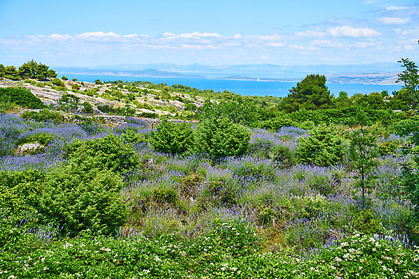 포토 JPG 해외이미지 식물 꽃 유럽 섬 여행 나비 백그라운드 꽃무늬 밭 농업 자연 따뜻함 사람없음 야외 초록색 여름 파란색 뷰티 정원 맑음 보라색 시골 개화 닫기 허브 제비꽃 향기 아로마 향 크로아티아 아로마테라피 라벤더 내추럴 해외포토 계절 나라 산업 컬러 곤충 무늬 모션 날씨 생태계 냄새 테라피 파일형식 이미지허브