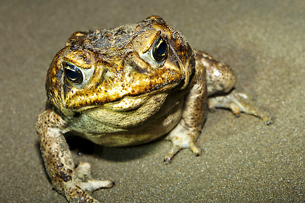 포토 JPG 해외이미지 동물 척추동물 야생동물 바다 자연 국립공원 사람없음 뷰티 환경 미국 다양 보호 숲 큼 피부 환경보전 생태계 생물학 서식지 두꺼비 동물상 보호구역 생태학 코스타리카 해외포토 공원 교육 다수 컨셉 북아메리카 양서류 신체부위 조형물 중앙아메리카 크기 사회이슈 구역 파일형식 이미지허브