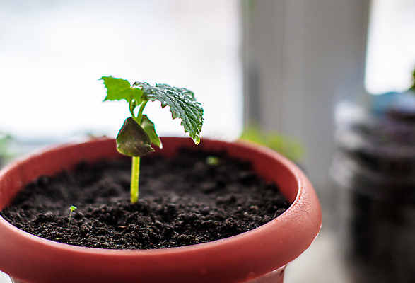 포토 JPG 해외이미지 식물 화초 잎 오이 사람없음 흙 원예 모종 해외포토 채소 취미 파일형식 이미지허브