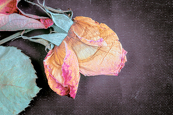 포토 JPG 해외이미지 식물 1 계절 꽃잎 꽃 종이 분홍색 백그라운드 컨셉 잎 꽃무늬 패턴 자연 검은배경 아침 추상 건조 사랑 미술 사람없음 빨간색 초록색 여름 빛 뷰티 장미 수확 흰색 죽음 신선 떨어짐 심볼 묘사 질감 복고 시들음 내추럴 고립 해외포토 주간 감정 컬러 무늬 농업 문화예술 검은색 생태계 파일형식 이미지허브