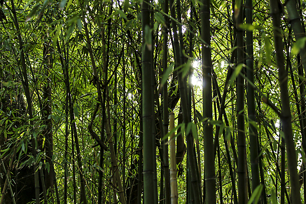 포토 JPG 해외이미지 나무 식물 아시아 문화 선 줄기 백그라운드 잎 패턴 채소 자연 휴식 건강 동양인 사람없음 목재 초록색 빛 컬러풀 뷰티 농장 정원 일본 힘 습기 성장 신선 숲 대나무 유기농 질감 내추럴 바이오 생태학 해외포토 웰빙 교육 나라 컬러 컨셉 무늬 농업 재료 인종 생태계 파일형식 이미지허브