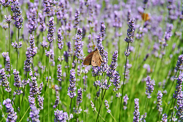 포토 JPG 해외이미지 식물 꽃 유럽 섬 여행 나비 백그라운드 꽃무늬 밭 농업 자연 따뜻함 사람없음 야외 초록색 여름 파란색 뷰티 정원 맑음 보라색 시골 개화 닫기 허브 제비꽃 향기 아로마 향 크로아티아 아로마테라피 라벤더 내추럴 해외포토 계절 나라 산업 컬러 곤충 무늬 모션 날씨 생태계 냄새 테라피 파일형식 이미지허브