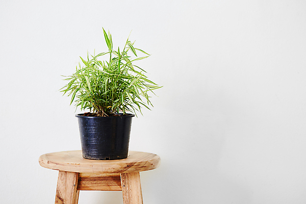 포토 JPG 해외이미지 식물 디자인 꽃 화초 벽 백그라운드 자연 탁자 주택 실내 사람없음 내부 장식 초록색 정원 꽃병 봄 방 흰색 신선 냄비 작음 대나무 원예 내추럴 심기 해외포토 나무 계절 컬러 가구 모션 취미 건물 솥 크기 생태계 파일형식 이미지허브