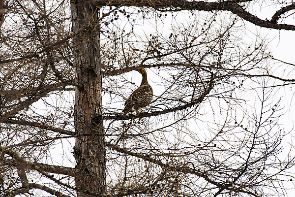 포토 JPG 해외이미지 나무 동물 여자 자연 조류 사람없음 수탉 해외포토 식물 사람 닭 수컷 생태계 파일형식 이미지허브