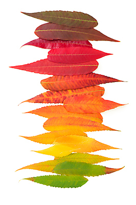 포토 JPG 해외이미지 단풍 낙엽 사람없음 컬러풀 오브젝트 해외포토 컬러 잎 파일형식 이미지허브