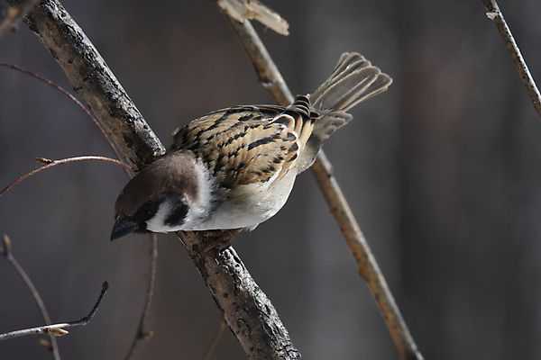 포토 JPG 해외이미지 나무 동물 남자 날개 자연 조류 사람없음 부리 해외포토 식물 사람 생태계 파일형식 이미지허브