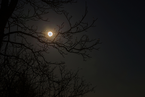 포토 JPG 해외이미지 나무 계절 겨울 자연 벽지 하늘 휴식 사람없음 파란색 빛 뷰티 평화 우주 환경 어둠 황혼 행성 달 나뭇가지 떨어짐 야간 저녁 달빛 가득함 묘사 천문학 멀리 내추럴 디테일 해외포토 자연요소 식물 교육 컬러 컨셉 일몰 생태계 파일형식 이미지허브
