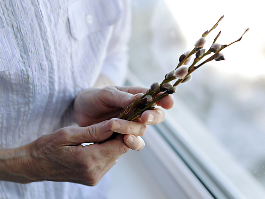 포토 JPG 해외이미지 나무 식물 계절 야생동물 줄기 꽃무늬 자연 부활절 관리 사람없음 초록색 파란색 뷰티 노란색 봄 성장 나뭇가지 신선 개화 신장 소프트포커스 4월 모피 버드나무 심볼 향기 부드러움 솜털 생태학 처음 해외포토 동물 교육 기념일 꽃 컬러 무늬 촬영기법 감각 날짜 비뇨기관 생태계 냄새 파일형식 이미지허브