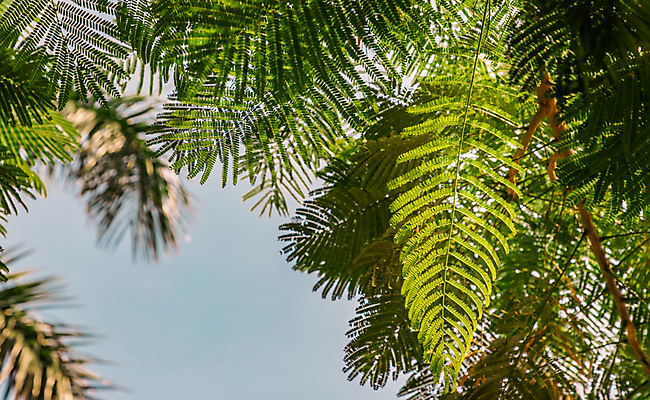 포토 JPG 해외이미지 나무 식물 디자인 계절 공원 꽃 분홍색 백그라운드 잎 패턴 자연 하늘 새로움 풍경 사람없음 야외 목재 초록색 여름 파란색 빛 햇빛 뷰티 환경 정원 맑음 봄 나뭇가지 신선 숲 실크 묘사 내추럴 아카시아 이국적 해외포토 공공시설 컬러 컨셉 무늬 재료 날씨 태양 직물 생태계 파일형식 이미지허브