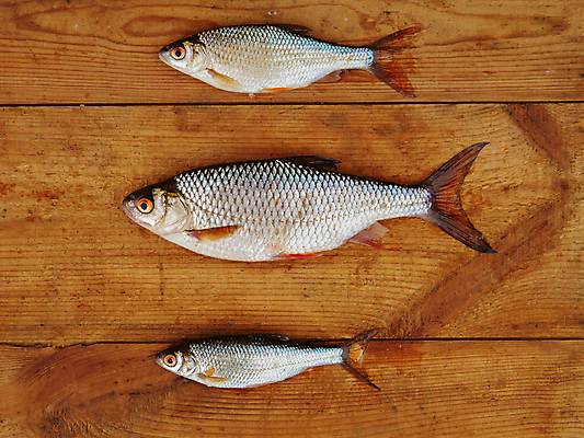 포토 JPG 해외이미지 전통 음식 백그라운드 패턴 재료 자연 벽지 탁자 표면 낚시 건강 어류 요리 미술 사람없음 목재 장식 가로 파란색 강 갈색 머리 우주 신선 잡기 맛 은색 질감 꼬리 날것 지느러미 내추럴 거짓말 고립 해외포토 나무 컬러 가구 컨셉 무늬 모션 레저 문화예술 신체부위 수중동물 생태계 파일형식 이미지허브
