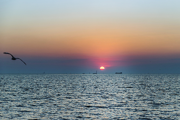 포토 JPG 해외이미지 바다 조류 하늘 사람없음 야외 일몰 야간 수평선 해외포토 자연요소 동물 노을 파일형식 이미지허브