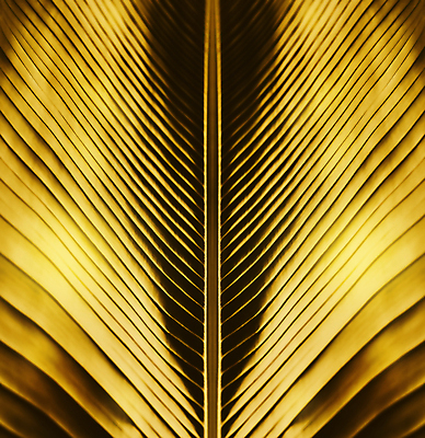 포토 JPG 해외이미지 식물 파도 줄기 백그라운드 잎 패턴 곡선 자연 표면 사람없음 야외 초록색 정원 줄무늬 신선 황금 닫기 숲 설탕 묘사 질감 해외포토 선 바다 컬러 무늬 모션 생태계 파일형식 이미지허브