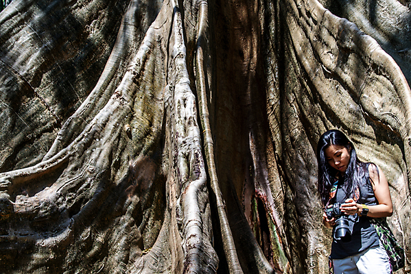포토 JPG 해외이미지 식물 응시 공원 길 여행 백그라운드 잎 벤치 태국 자연 한명 풍경 야외 초록색 빛 여행객 카메라 환경 정원 가을 숲 큼 오솔길 나무껍질 거인 내추럴 옛날 전국 해외포토 나무 1 시선 계절 공공시설 아시아 컬러 의자 사람 전자제품 껍질 크기 생태계 파일형식 이미지허브