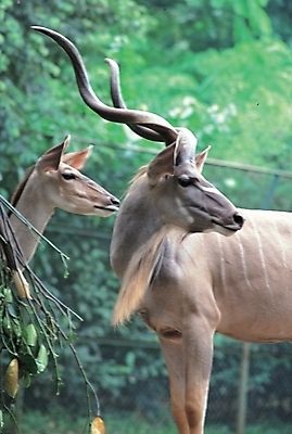 포토 JPG 주간 동물 척추동물 육지동물 포유류 초식동물 사슴 뿔 사람없음 야외 영양 영양_동물 국내포토 자연요소 파일형식