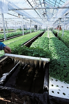 포토 JPG 주간 식물 시설물 현대건축 건축 산업 농업 채소 실내 사람 농사 비닐하우스 수경재배 온실 국내포토 자연요소 건축물 내부 파일형식