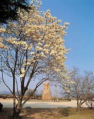 포토 JPG 주간 나무 식물 꽃 고건축 유적 봄꽃 자연 한국 꽃나무 풍경 사람없음 야외 문화재 경주 목련 첨성대 목련나무 국내포토 자연요소 전통 건축물 아시아 봄 경주_경상북도 경상북도 국보 생태계 파일형식